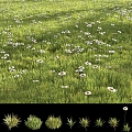 Modern flowers grass lawn gardening grass flowers 3d model