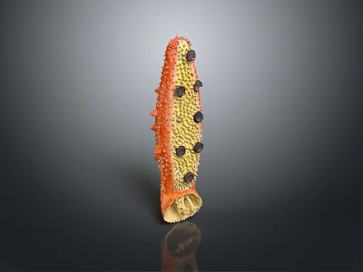 Sea Cucumber Fish Freshwater Fish Sea Fish Animal Game Animal Cartoon Animal Realistic Animal 3d model