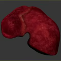Red 3D Liver Anatomical Model Displaying Detailed Abdominal Organ Structure 3d model