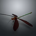 Detailed Dragonfly With Brown Wings And Green Slender Body On Gray Background