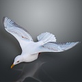 Modern Seagull Cartoon Seagull Cartoon Bird 3d model