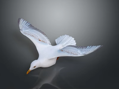 Flying White Seagull With Spread Wings And Reflection On Gray Background 3d model