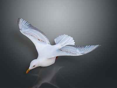 Modern Seagull Cartoon Seagull Cartoon Bird 3d model