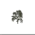 Tall Birch Tree With Green Leaves And White Trunk Beside Human Silhouette