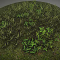 Lush Natural Terrain Covered With Green Grass Small Plants And Thick Vegetation