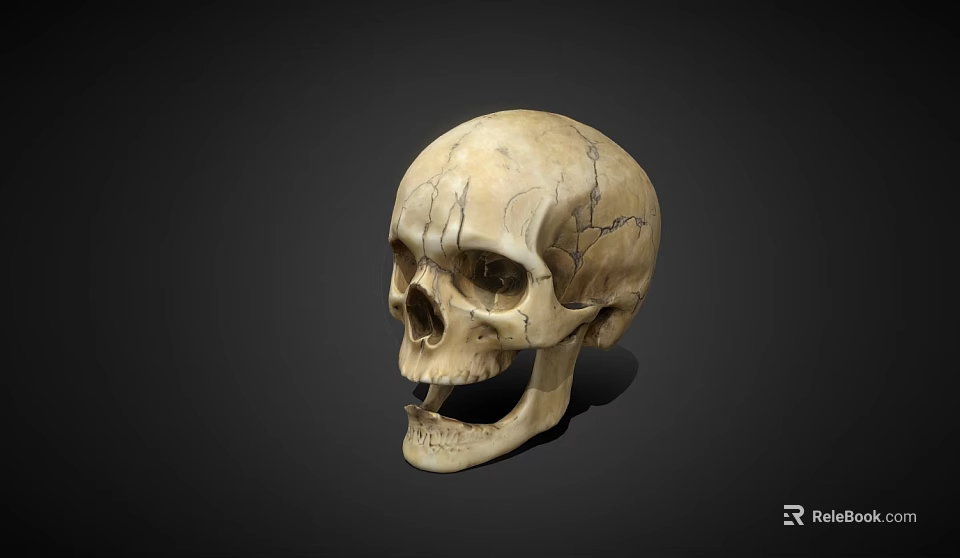 Human Skull With Visible Cracks And Natural Bone Texture Isolated On Black Background 3d model 
