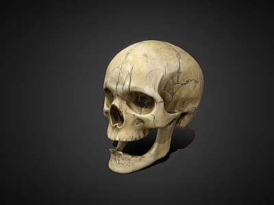 Human Skull With Visible Cracks And Natural Bone Texture Isolated On Black Background 3d model