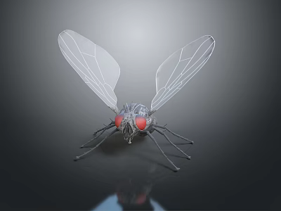 Game Movie Character 3D Rendered Fly With Transparent Wings Red Eyes Metallic Body 3d model