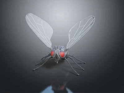 Game Movie Character 3D Rendered Fly With Transparent Wings Red Eyes Metallic Body 3d model