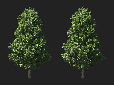 Two Green Arbor Trees With Lush Dense Foliage And Sturdy Trunks 3d model