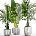 Bonsai Potted Tropical Plants With Lush Green Palm Leaves In Concrete Pots