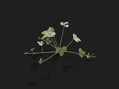 Clover Plants With Green Leaves And White Small Flowers On Black Background With Reflection 3d model