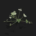 Clover Plants With Green Leaves And White Small Flowers On Black Background With Reflection