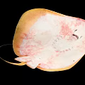 Brown Stingray With Flat Body And Long Tail In Close Up View