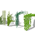 Various Types of Vines with Green Leaves and Colorful Flowers in Garden