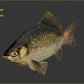 Colorful Freshwater Fish with Shiny Scales and Vibrant Fins in Aquarium