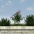 Vibrant Purple Flowers And Lush Green Shrubs In Stone Planter With Blue Sky