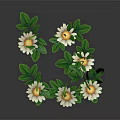 Beautiful Blooming White Daisies with Lush Green Leaves on Black Background