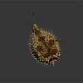 Inflated Spiny Pufferfish In Natural Ocean Habitat With Distinctive Physical Features