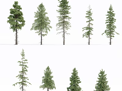 Various Types Of Evergreen Arbor Trees With Different Heights And Natural Shapes 3d model