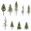Various Types Of Evergreen Arbor Trees With Different Heights And Natural Shapes