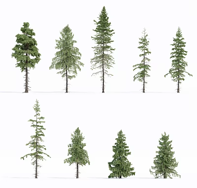 Modern Pine 3d model