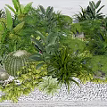 Lush Green Garden With Diverse Plants Cactus Ferns Succulents And White Pebbles