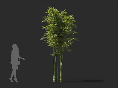 Bamboo Plants With Multiple Green Stalks And Lush Leaves Near Woman Silhouette 3d model