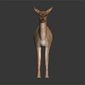 Light Brown Deer Standing on Shiny Black Background with Small Antlers