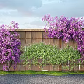 Purple Vines Covering Wooden Fence With Green Plants And Grass Under Sky