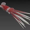 Vibrant red and white squid displaying long slender tentacles in marine habitat