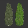 Two Conical Dark Green and Bright Green Plants on Dark Reflective Background Surface