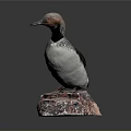 Reddish Brown Headed Bird With Black And White Striped Body Perched On Red Gray Rock