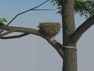 Bird Nest on Tree Branch with Green Leaves and Blue Sky Background 3d model