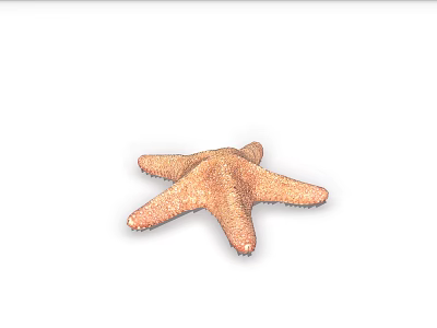 Orange Starfish As Marine Aquatic Animal With Five Arms And Textured Surface In Underwater Habitat 3d model