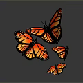 Monarch Butterflies With Orange Black Wings And White Spots Flying On Gray Background