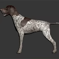 Brown And White Spotted Dog With Short Hair Standing On Dark Background