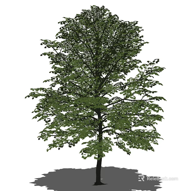 Tall Arbor With Lush Green Foliage Strong Trunk And Broad Canopy 3d model 