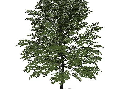 Tall Arbor With Lush Green Foliage Strong Trunk And Broad Canopy 3d model