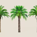 Three Palm Trees With Green Fronds And Textured Trunks For Landscaping