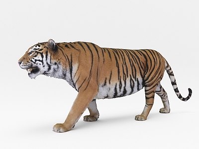 The Modern Tiger 3d model