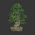 Bonsai Plant With Lush Green Leaves Thick Trunk And Moss In Square Pot