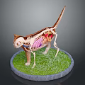 Detailed Cat Anatomy Model Showing Skeleton Internal Organs on Green Grass Base