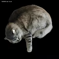 Fluffy Gray Cat Sleeping In Curled Posture 3d model