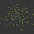 Natural Groundcover Plants With Green Leaves And Small Pink Flowers