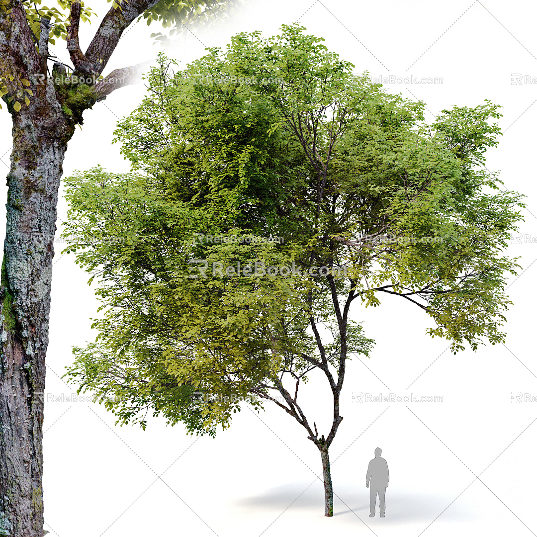 Modern trees Big trees Trees Landscape trees 3d model