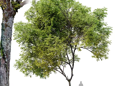 Tall Lush Leafy Arbor With Strong Main Trunk Growing In Natural Surroundings 3d model