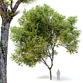 Modern trees Big trees Trees Landscape trees 3d model