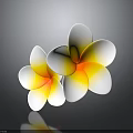 Two Beautiful Plumeria Flowers With White Petals And Yellow Center On Gray Background With Reflection