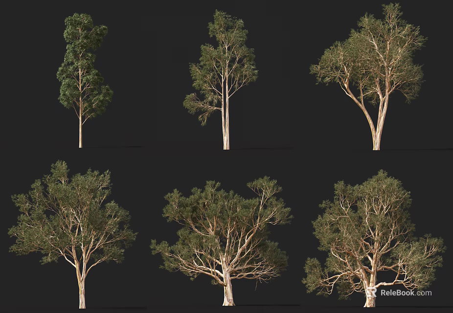 Various Arbor Trees With Different Crown Shapes And Trunk Structures 3d model 